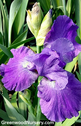 iris feed purple